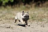 BOULEDOGUE FRANCAIS 144